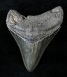 Sharply Serrated Megalodon Tooth - South Carolina #20785-1